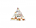 Food Pyramid Quiz