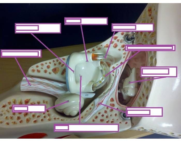 ear model labeling Quiz