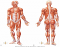 Superficial Human Muscles