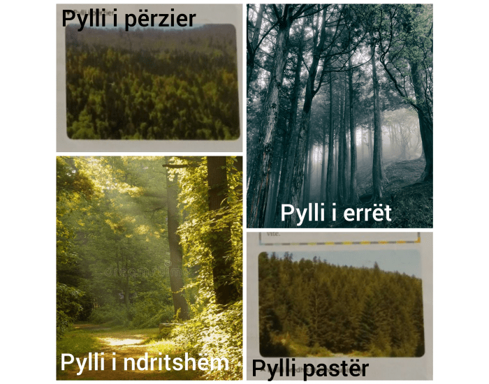 Pylli Foto 1. Pylli - begatia e jetës Quiz