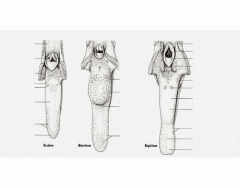 ANATOMÍA Quiz