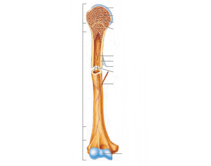 General Bone Structure Quiz
