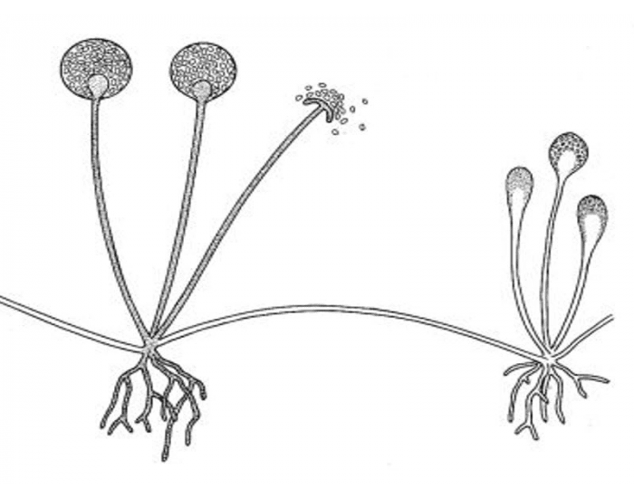 Rhizopus (LC Biology) Quiz