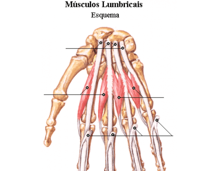 Esquema dos músculos lumbricais Quiz