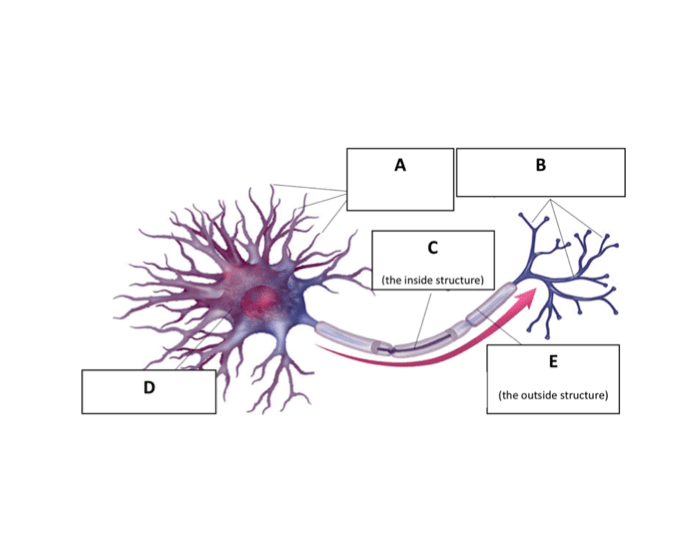 Label Neuron Quiz