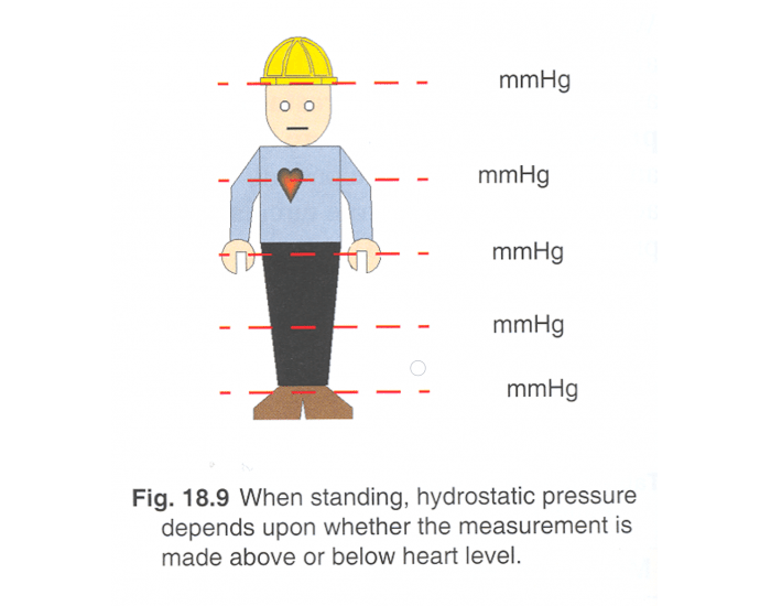 Hydrostatic Pressure Visual Study Guide Quiz