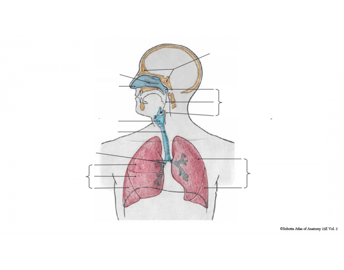 Basic Respiratory System Anatomy (1) Quiz