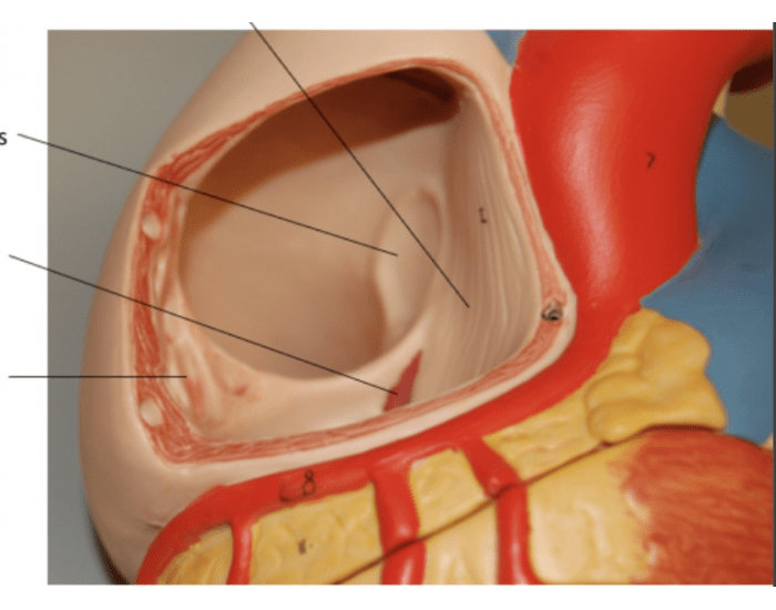 Primary Atrium Interior atrium anatomy — Printable Worksheet
