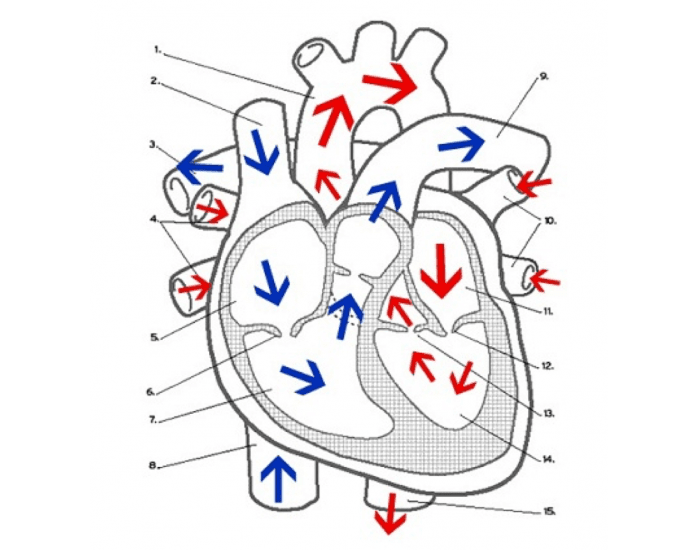 blood flow in heart — Printable Worksheet Blood flow in heart — Printable Worksheet