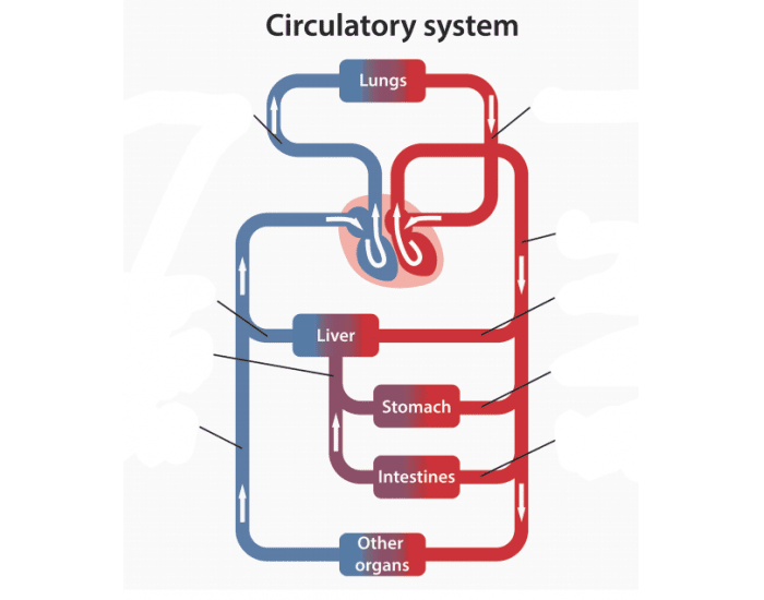 Circulatory Route of the Digestive System Quiz