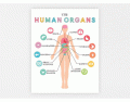 Matching Human Body Systems, Organs and Functions