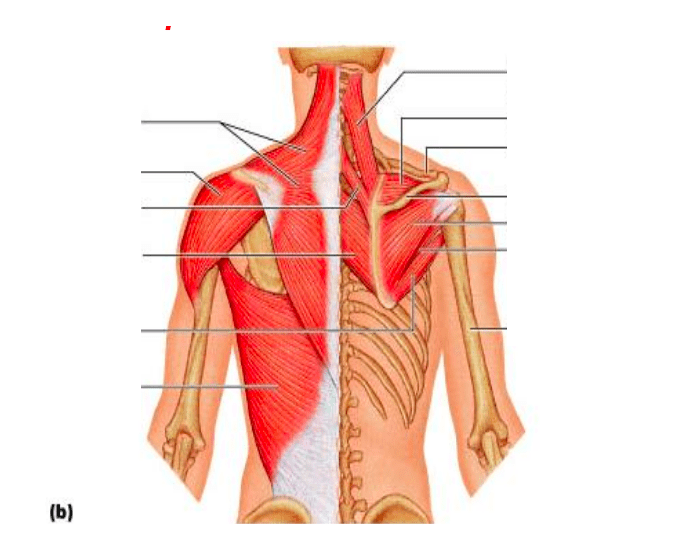 Back muscles Quiz