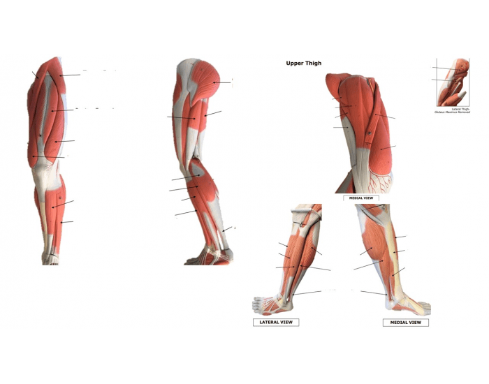 Leg Back Labelling Label the Leg (Non-Clinical) Quiz