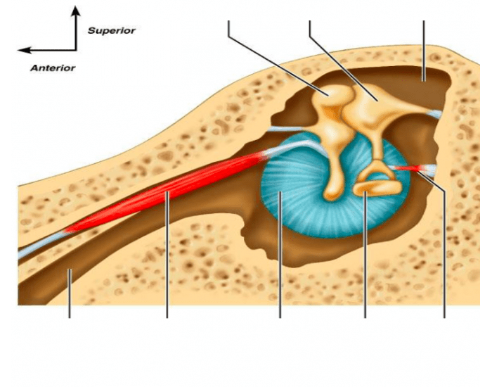 Ear Rotation Muscles Ear muscles and bones Quiz