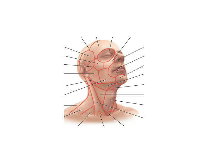 Surface anatomy of the head and neck Quiz