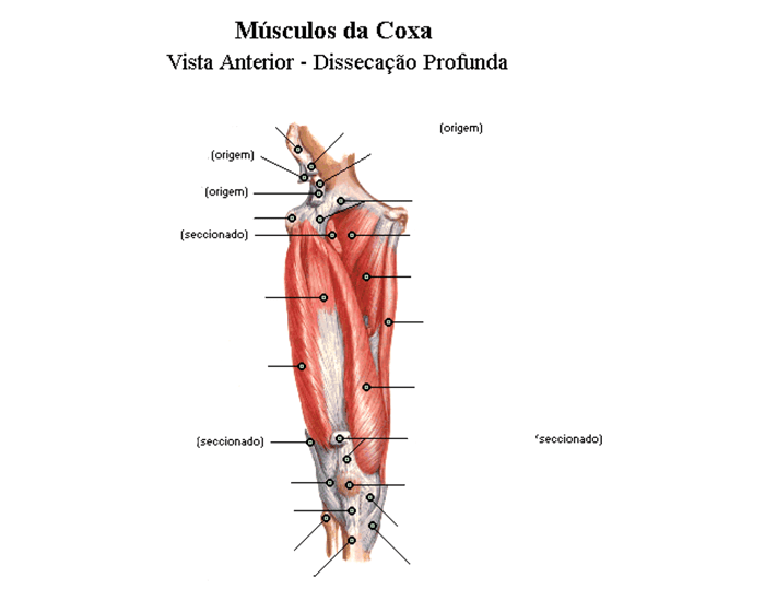 Anatomia aplicada da coxa- Músculos Quiz