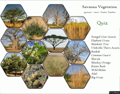 Savanna Vegetation Quiz