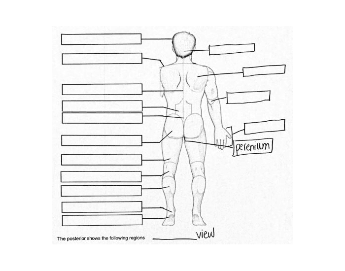 Anatomical Terms (Posterior View) Quiz