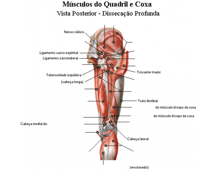 Anatomia aplicada da coxa- Músculos Quiz