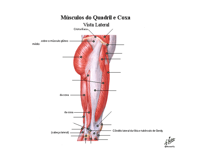 Anatomia aplicada da coxa- Músculos Quiz