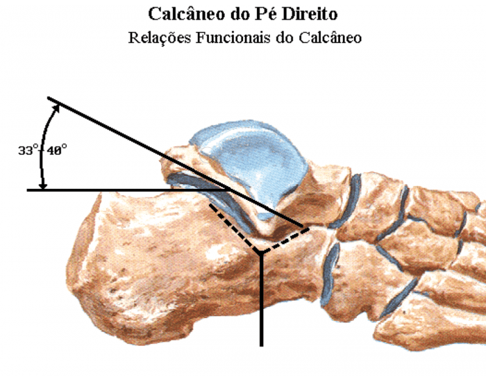 Calcano Calcâneo Quiz