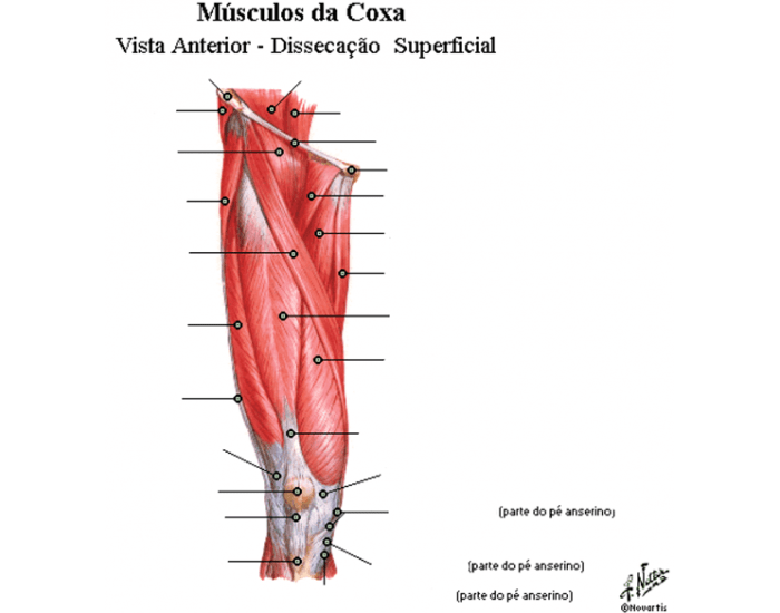 Anatomia aplicada da coxa- Músculos Quiz