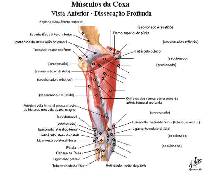 Anatomia aplicada da coxa- Músculos Quiz