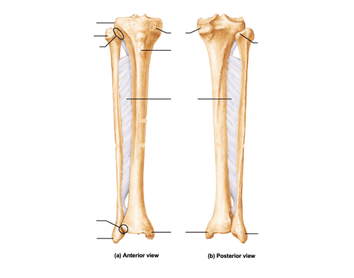 Tibia and Fibula Quiz