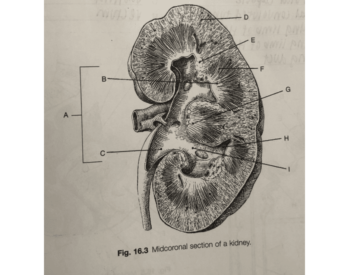 Midcornal midcoronal section of the kidney Quiz