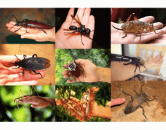 Large insects