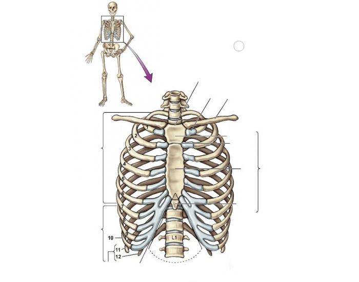 Label The Thoracic Cage Printable Worksheet label-the-thoracic-cage-printable-worksheet