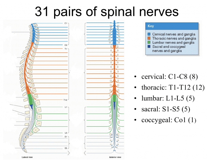 31-pairs-of-spinal-nerves-quiz