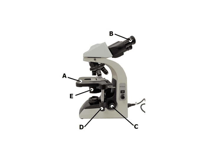 COMPOUND LIGHT MICROSCOPE A&P Quiz