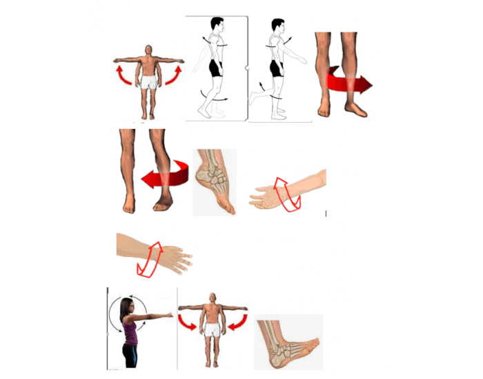 Anatomical Movements AHS Quiz