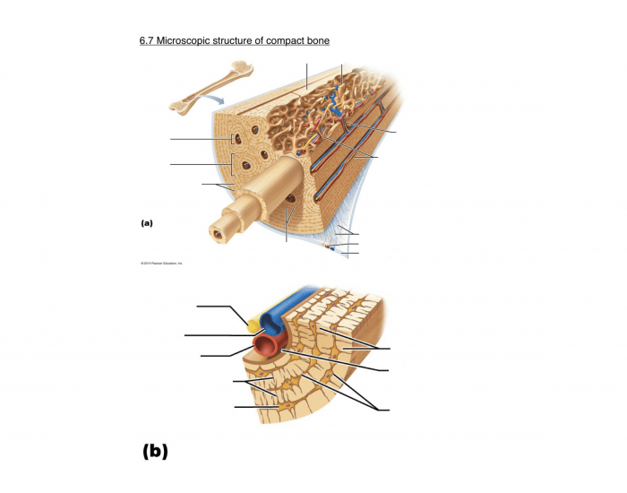 Microscopic Structure of Compact Bone Quiz
