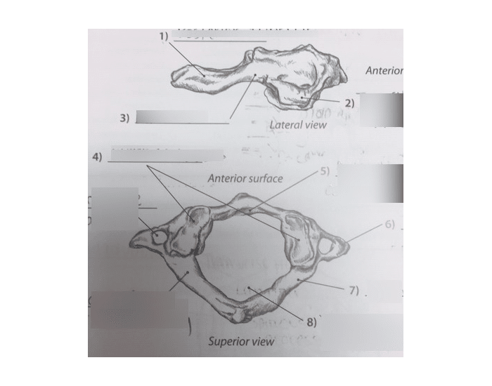 Atlas labeling Quiz