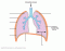 lung stuff
