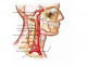 Arteries of the Head