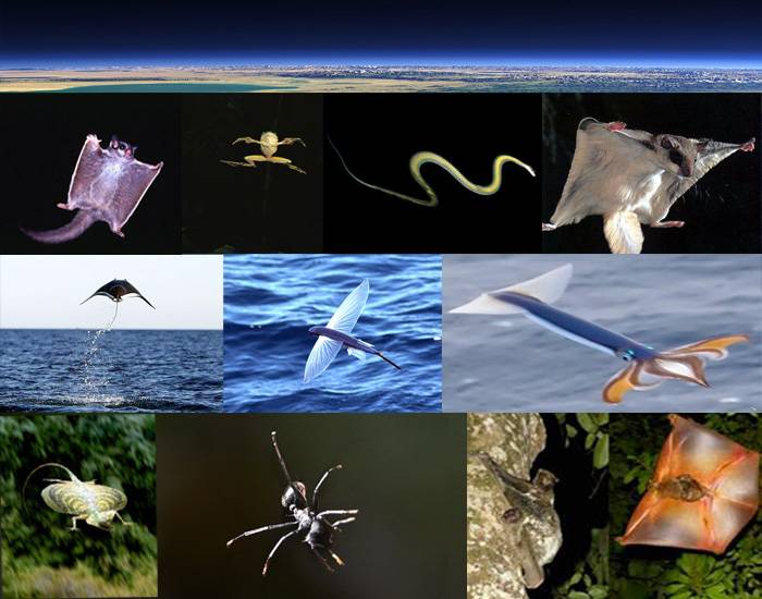 Flying Animals Structures 10 Flying Animals Quiz