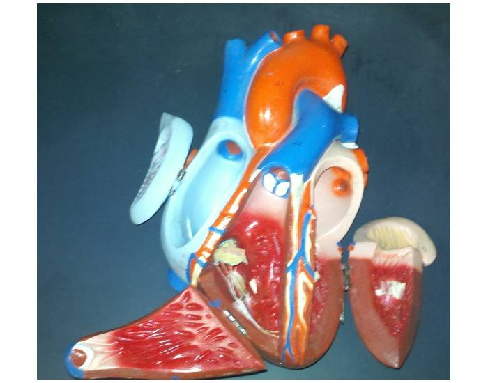 Form Lab Heart lab heart model I Quiz