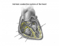 Intrinsic Conduction System of the Heart