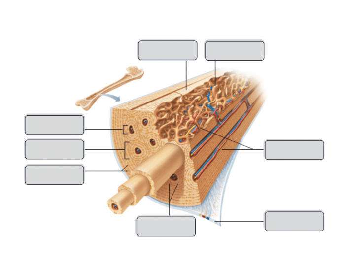 Bone composition Quiz