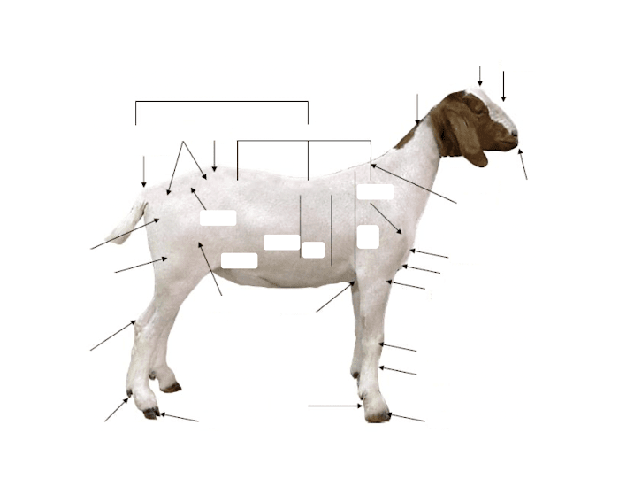 External Goat External Goat Anatomy Quiz