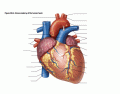 Anatomy of heart 30.2a