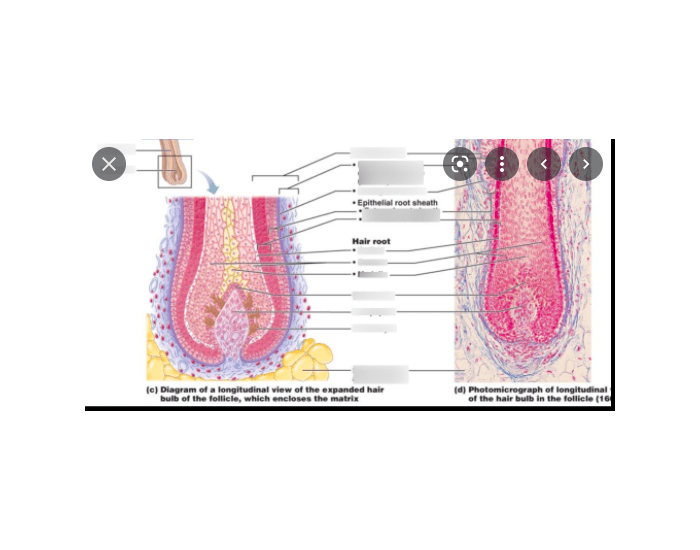 structure of a hair and hair follicle Quiz