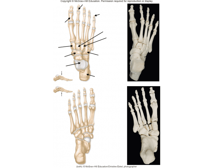 Foot Joint Rotation Labels Foot Labeling Game #1