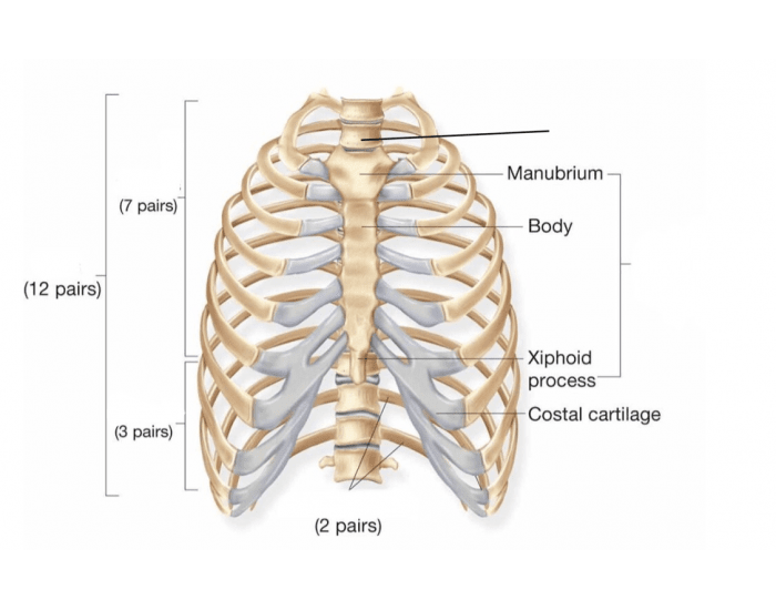 Rib cage bones Quiz