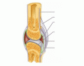 Synovial Joint Structure