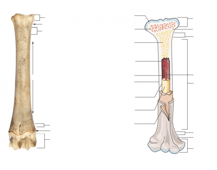 Veterinary Anatomy Long Bones — Printable Worksheet