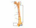 AIQ L2 - Long Bone Structure